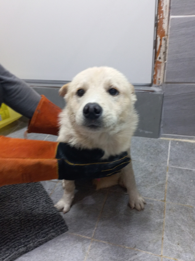 이성준동물병원_441408202401526